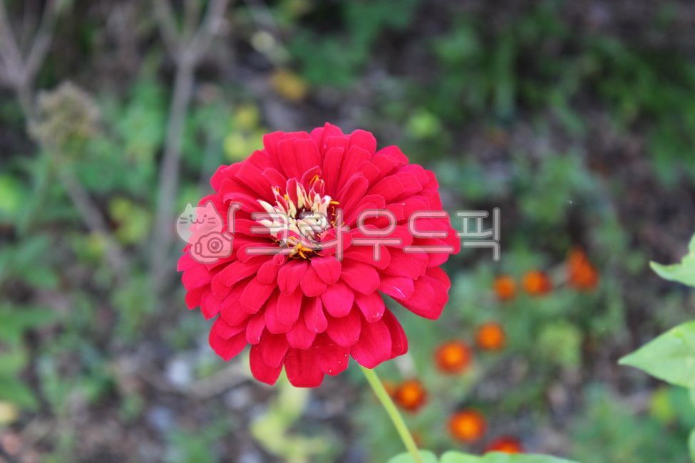 백일홍,여름꽃,가을꽃,식물,자연,계절,시즌,옥외,plants,nature,outdoors,flower,꽃,petal,꽃잎