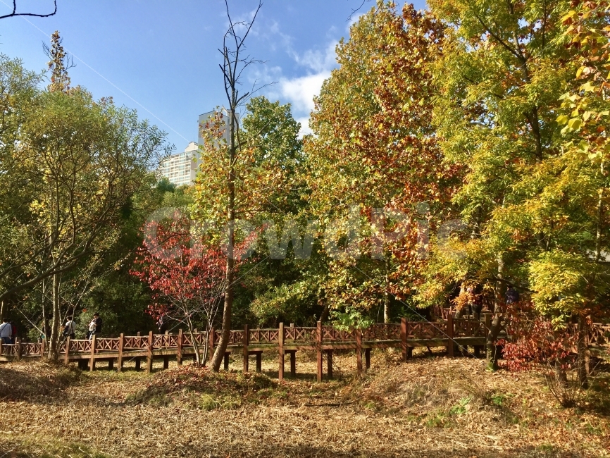 가을,가을수목원,낙엽,가을단풍,소풍,고즈넉한,가을,계절,fall,autumn,season,자연,풍경,nature,landscape,식물,plants,나무,trees,wood,tree,plant,fir,전나무