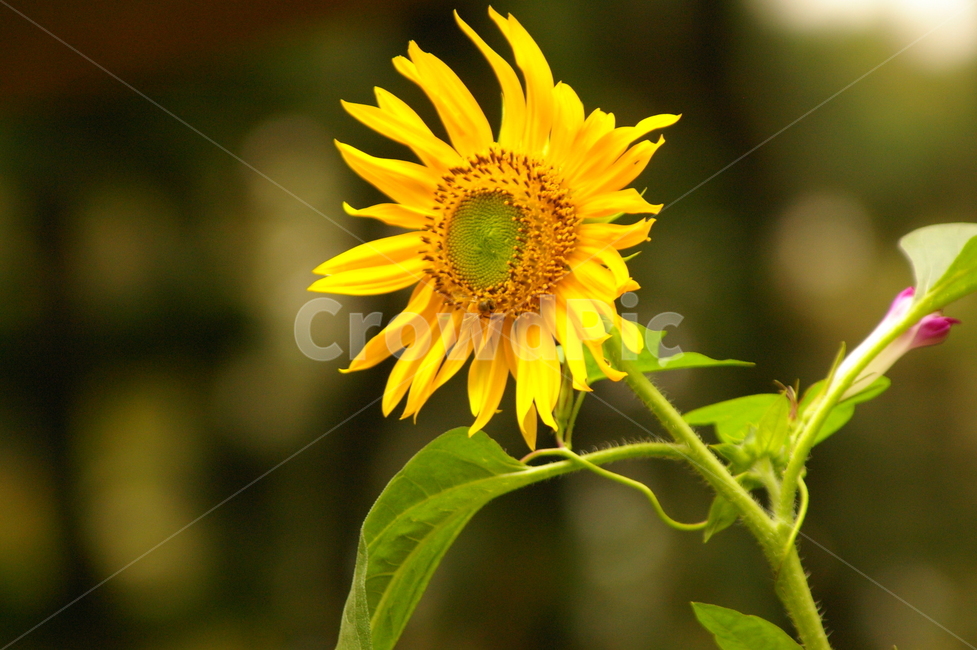 식물,꽃,blossom,flower,plant,초록,잎,잎사귀,해바라기