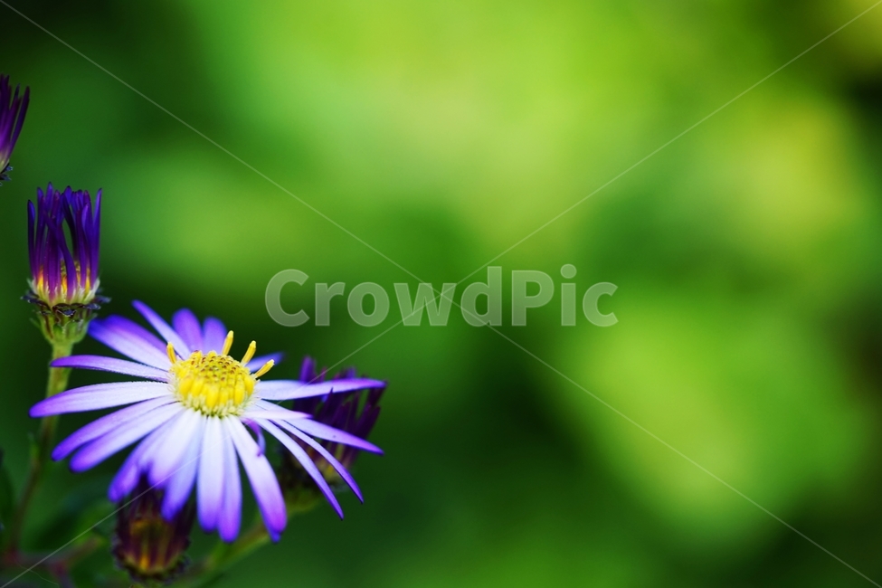국화,소국,꽃,식물,가을,이슬,식물,자연,plants,nature,꽃,flower