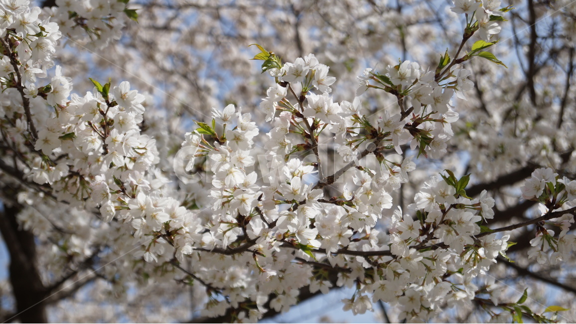 꽃,봄꽃,자연,풍경,벚꽃,봄,계절,spring,season,식물,자연,plants,nature,꽃,flower,plant,blossom