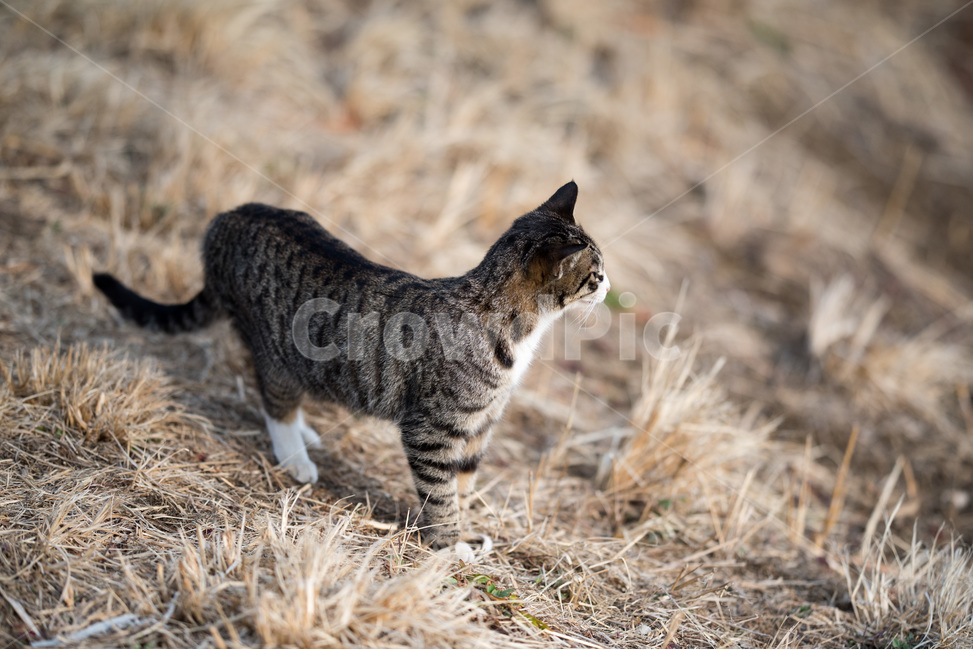 먹잇감,먹이감,고양이,냥이,귀여움,동물,animal,포유류,mammal,고양이,cat,kitten,kitty