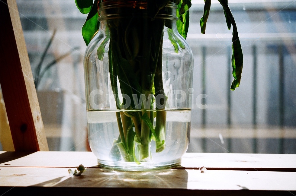 필름사진,꽃,빛,꽃병,반사,투명,식물,자연,plants,nature,실내용화초,화분,화초,house plant,감성,sensible,feeling