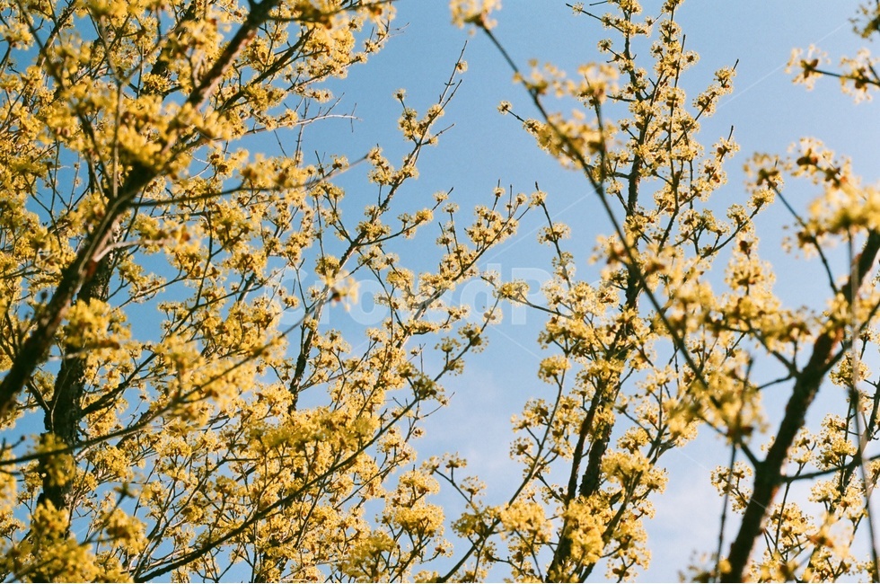 산수유,꽃,하늘,필름카메라,감성,필카,봄,나무,자연,풍경,spring,flower,봄,계절,spring,season,식물,자연,plants,nature,꽃,flower,감성,sensible,feeling,plant