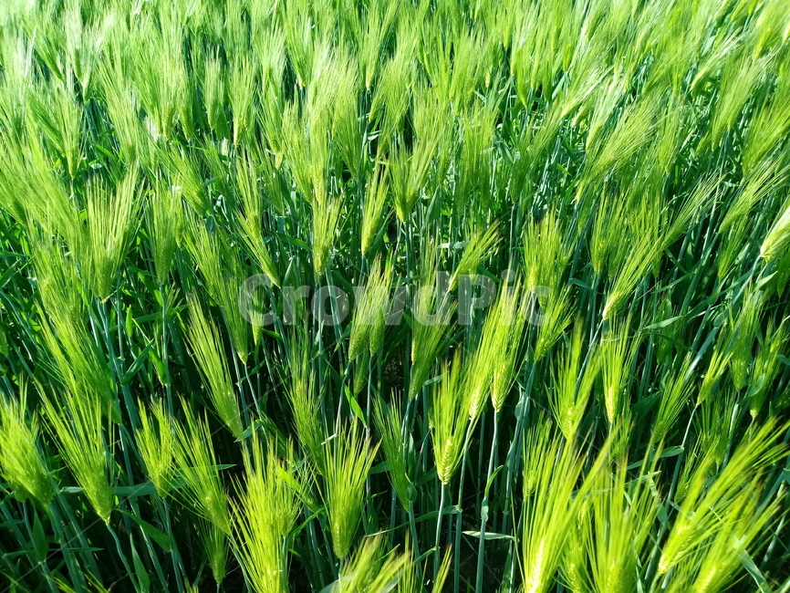 보리,청보리,식물,자연,초록