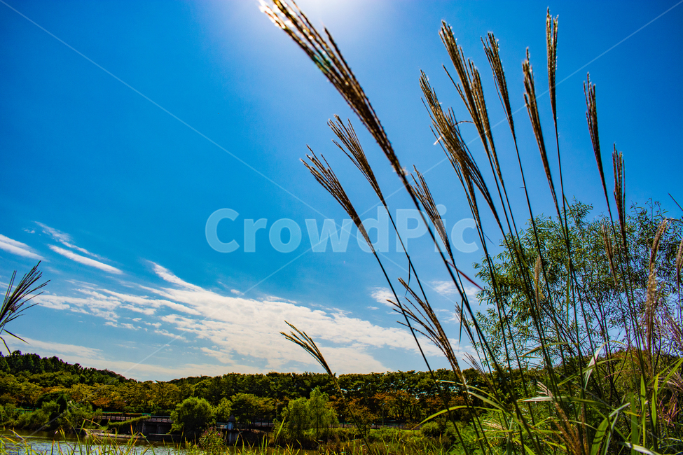 갈대,억새,가을,풍경,들판,가을,계절,fall,autumn,season,자연,풍경,nature,landscape,식물,plants,grass,잔디,plant