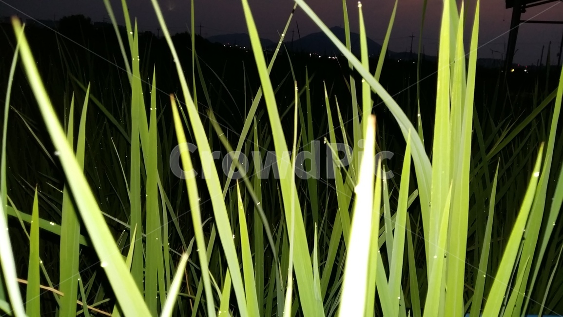 논,논풍경,벼,들판,논농사,식물,자연,plants,nature