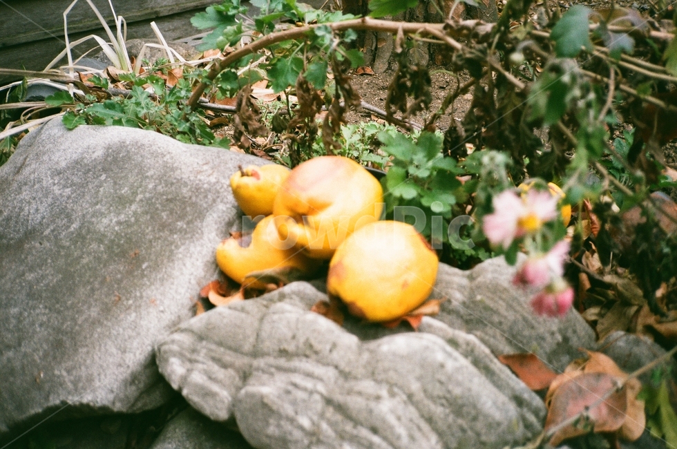 모과,과일,필름,필름사진,film,filmphoto,식물,돌,초점,돌멩이