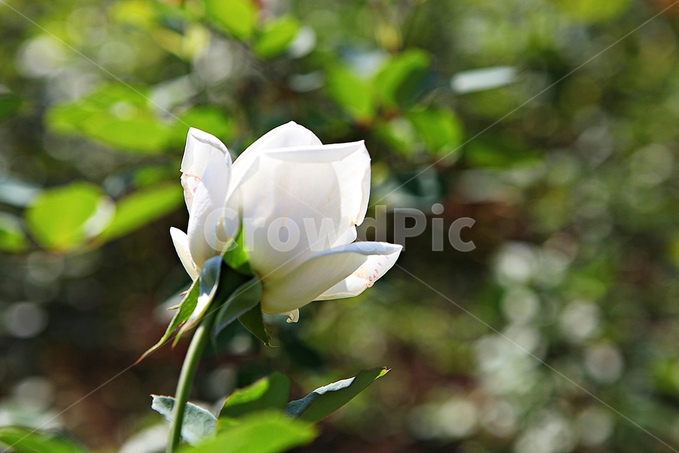 장미,장미꽃,꽃,꽃잎,가을,식물,자연,공원,식물,자연,plants,nature,꽃,flower