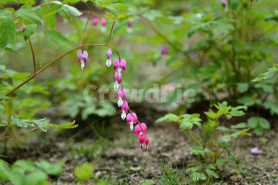 봄,꽃,생명,식물,초록,붉은,보라,자주,느낌,식물,자연,plants,nature,꽃,flower