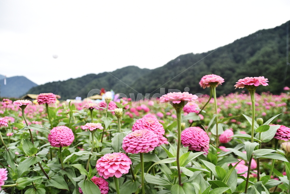 백일홍,꽃,식물,zinnia,여름,꽃밭,식물,자연,plants,nature,꽃,flower