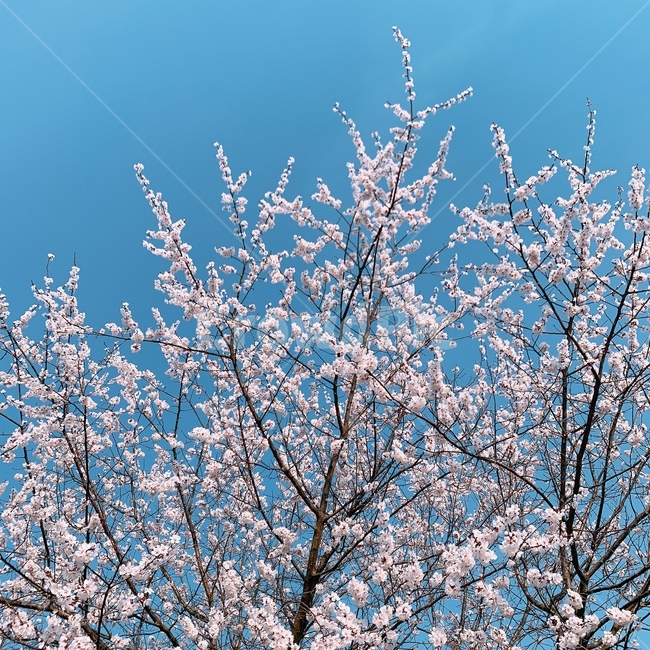 nature,자연,outdoors,벚꽃,봄,봄꽃,spring,flower,꽃
