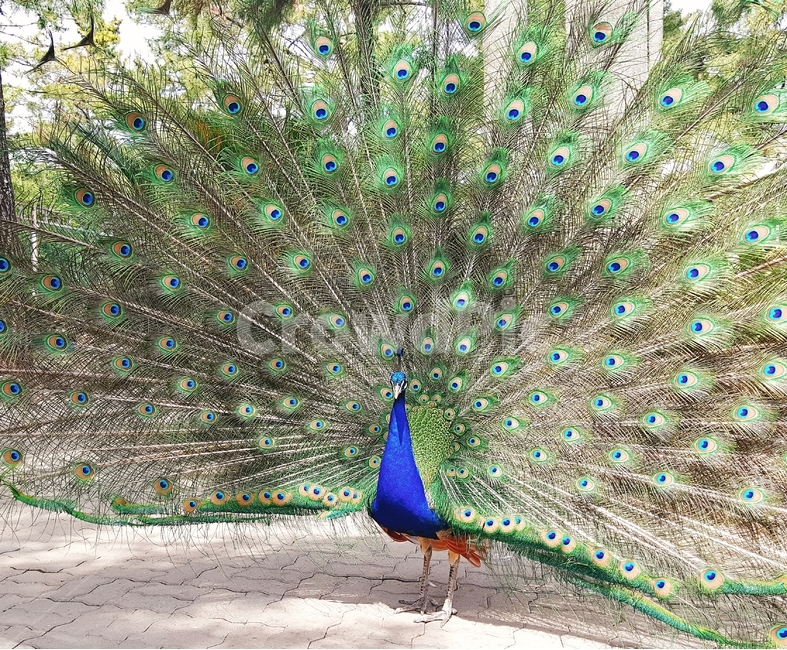 공작,새,peacock,bird,동물,날개편,anmal,조류,새,birds