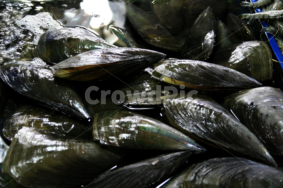 키조개,자연산,수산시장,판매,진열,음식,식재료,요리,food,cook,meal,dishes,food reserves,수산물,해산물,fishery products,seafood