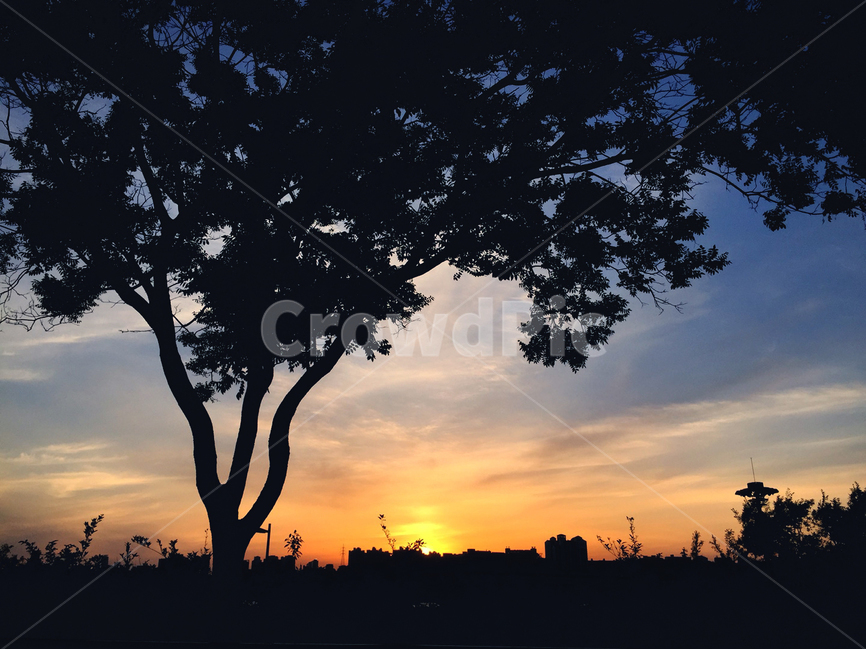 풍경,나무,노을,맑음,구름,tree,sun,자연,풍경,nature,landscape,실루엣,그림자,silhouette,shadow,outdoors,옥외,dusk,황혼,dawn,새벽,red sky,붉은 하늘,sky,하늘,sunset,일몰