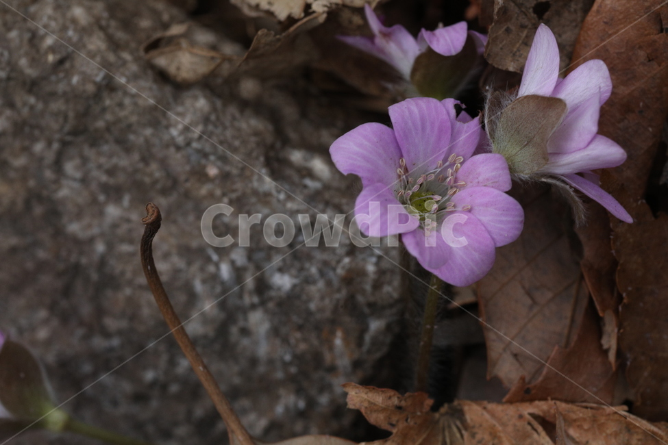 산,노루귀,인내,분홍,낙엽,강인함,식물,자연,plants,nature,꽃,flower