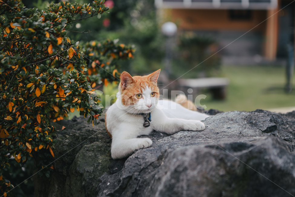 고양이,동물,animal,cat,pet,바위,rock,동물,animal,포유류,mammal,고양이,cat,kitten,kitty