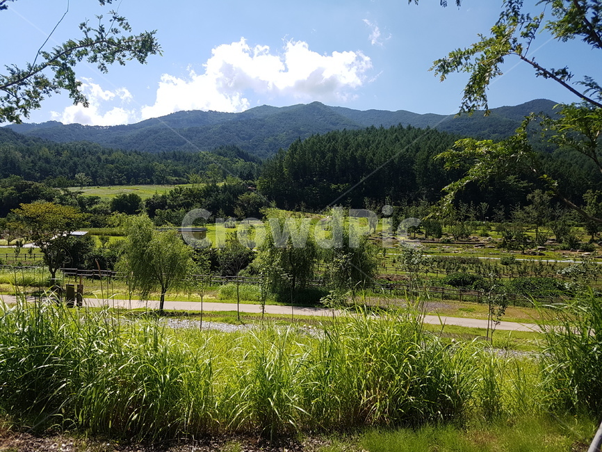 자연,배경,풍경,나무,산책