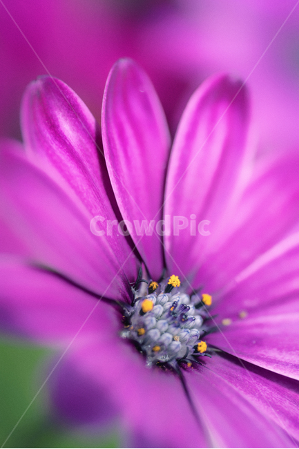 자연,꽃,식물,봄,접사,식물,자연,plants,nature,꽃,flower