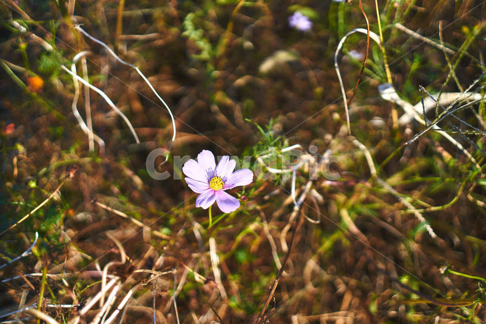 nature,자연,목초지,grassland,꽃,flower,식물,plant,식물,자연,plants,nature,꽃,flower