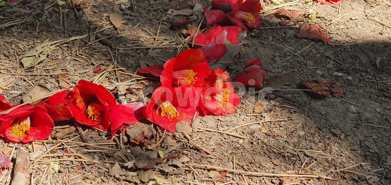 동백꽃,꽃,ground,바닥,leaf,plant,식물,잎,blossom,petal,꽃잎