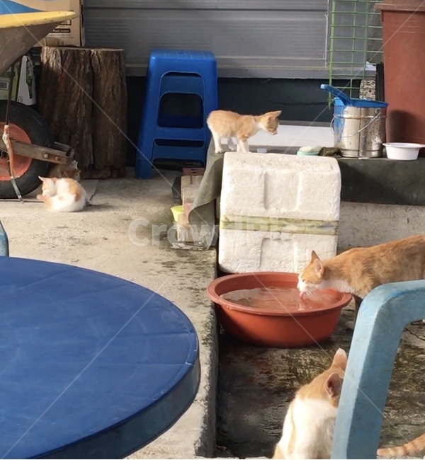 고양이,가족,동물,가게앞,여러마리