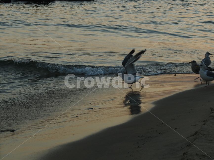 갈매기,도약,비상,바다,파도,해변,자연,해변,바다,beach,sea,동물,animal,조류,새,birds