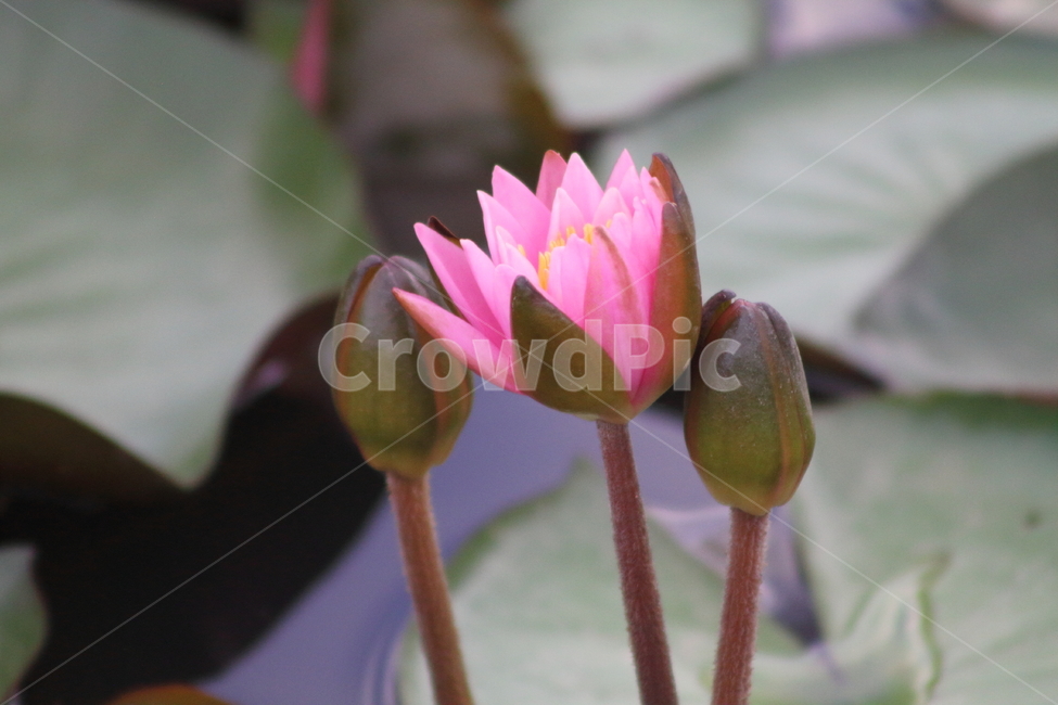 연,수련,꽃,식물,waterlily,식물,자연,plants,nature,꽃,flower