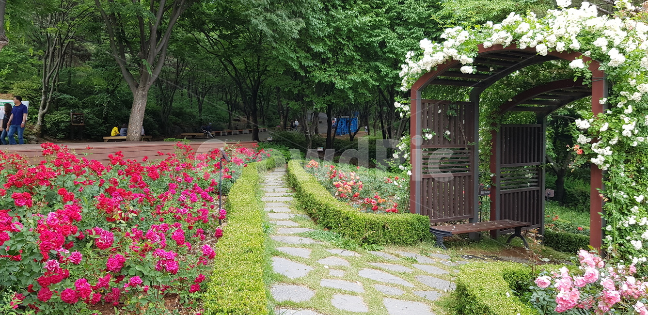 장미,장미공원,계양산,정원,한적한