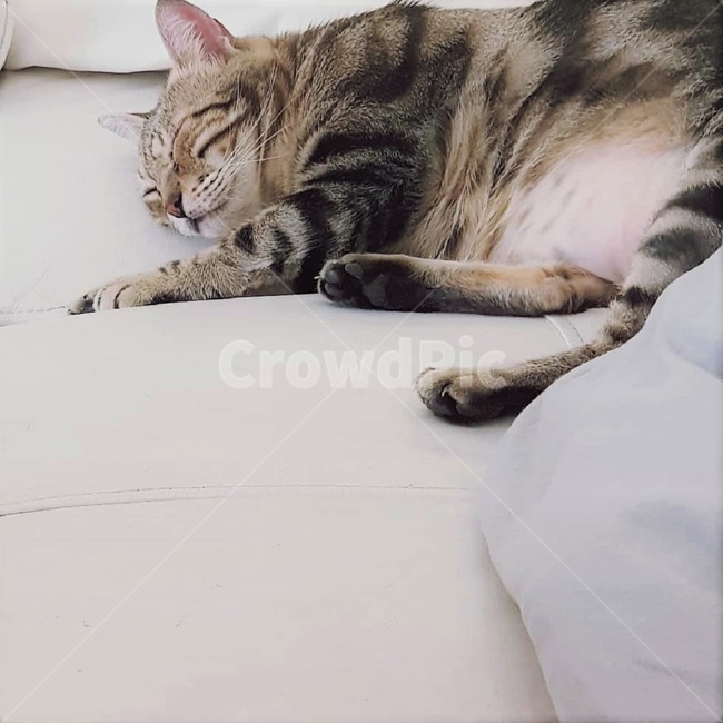 고양이,애완동물,동물,자다,수면,휴식,귀여움,반려동물,아기고양이,cat,pet,animal,sleep,rest,cute,kitten,동물,animal,포유류,mammal,고양이,cat,kitten,kitty