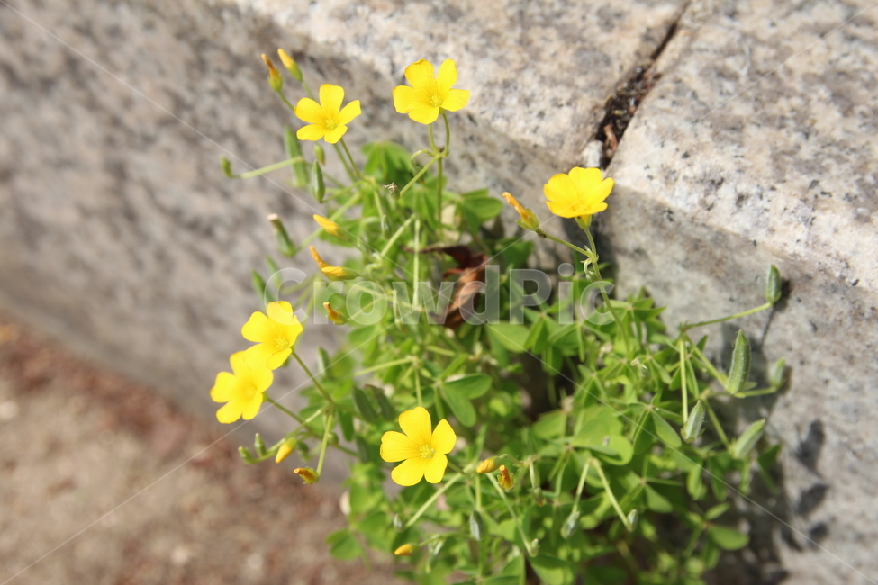 꽃,식물,생명력,flower,싱그러움