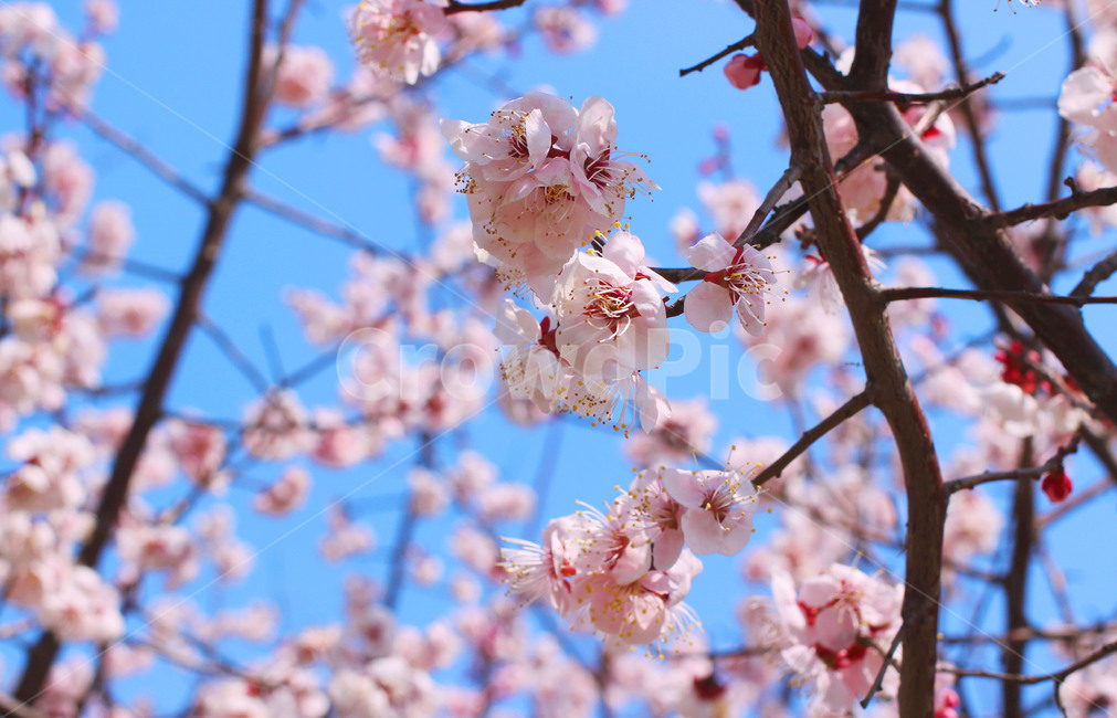 봄,벚꽃,블라썸,blossom,하늘,벚꽃나무