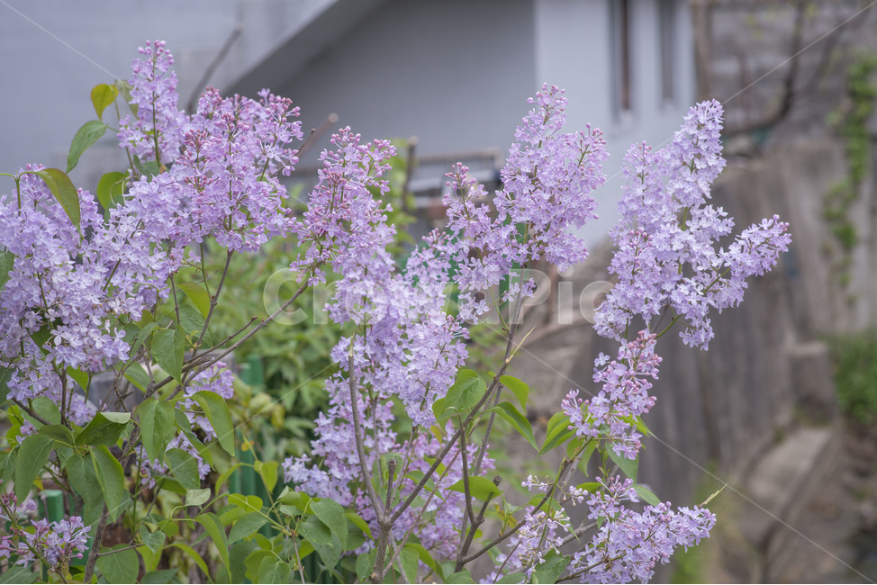 봄,꽃,봄꽃,라일락,보라색,식물,자연,plants,nature,꽃,flower