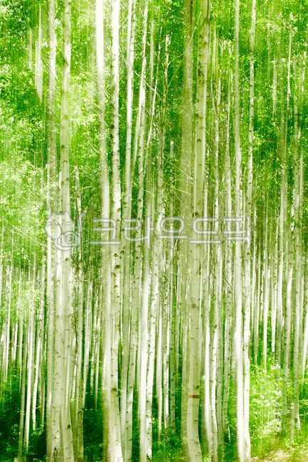 birch tree,in the woods,forest,green,tree,Inje Birch Forest,leaf,birchforest,forests,injebirchforest,leaves,birch forest,birchtree,forest road,forestroad
