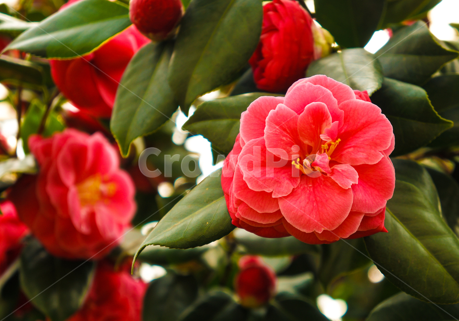꽃,빨강,빨간꽃,동백,봄,식물,자연,plants,nature,꽃,flower