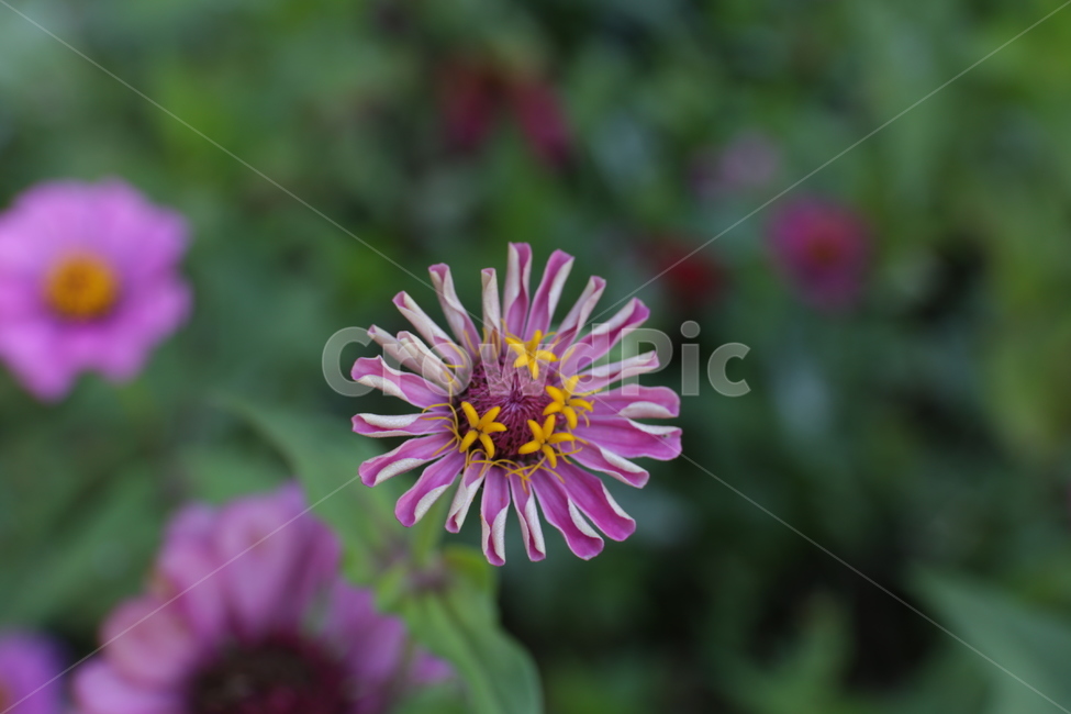 plant,식물,flower,꽃,백일홍,식물,자연,plants,nature,꽃,flower