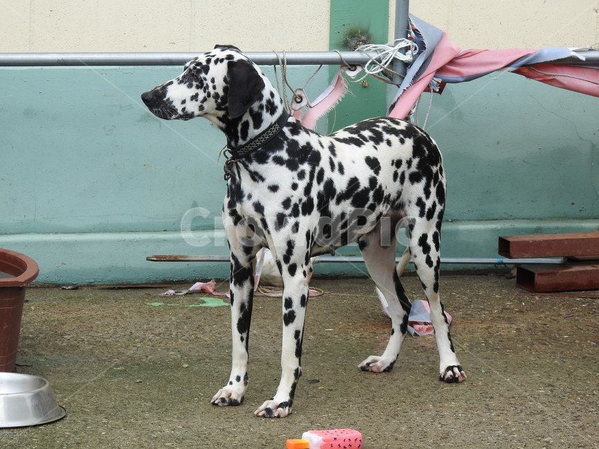 달마시안자태,개,동물,dog,pet,동물,animal,포유류,mammal,개,강아지,dog,doggy