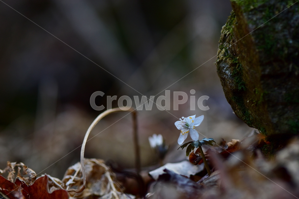 너도바람꽃,야생화,봄,꽃,풀꽃,자연,식물,식생,감성,힐링,plants,nature,spring,season,flower,emotion,feeling,흰색,초본,너도바람꽃속