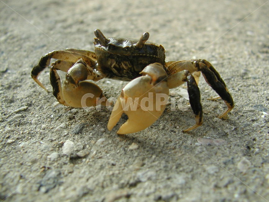 게,바닷게,crab,집게,갑각류