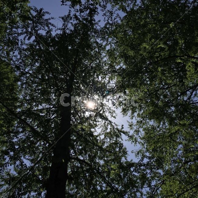 나무,자연,하늘,빛,힐링,tree,nature,sky,healing,sunlight