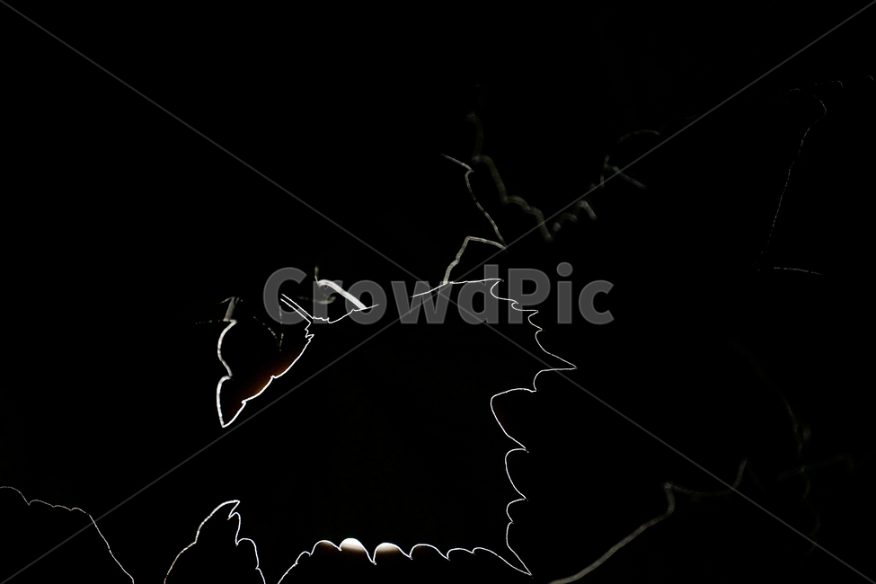tree,나무,식물,plant,나뭇잎,실루엣