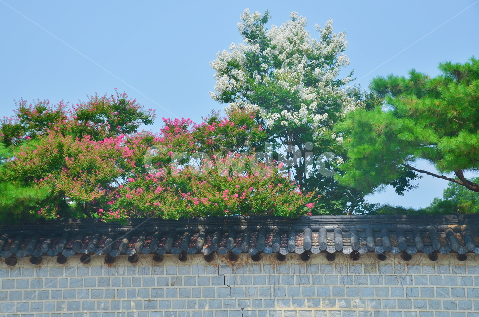 전주,꽃,나무,경기전,돌담,,식물,자연,plants,nature
