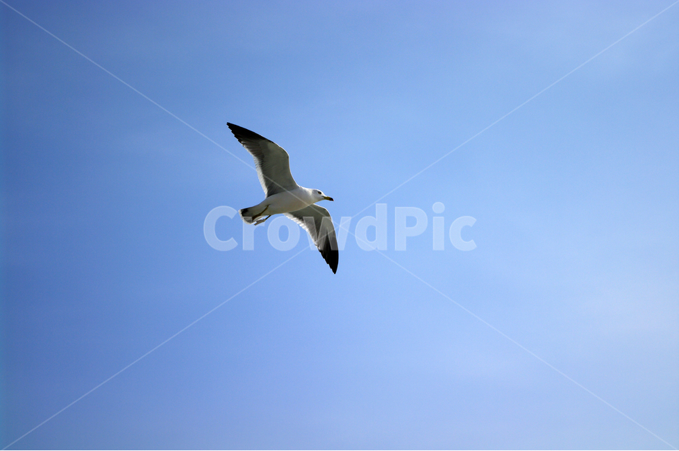갈매기,하늘,새,조류,날개,동물,animal,조류,새,birds