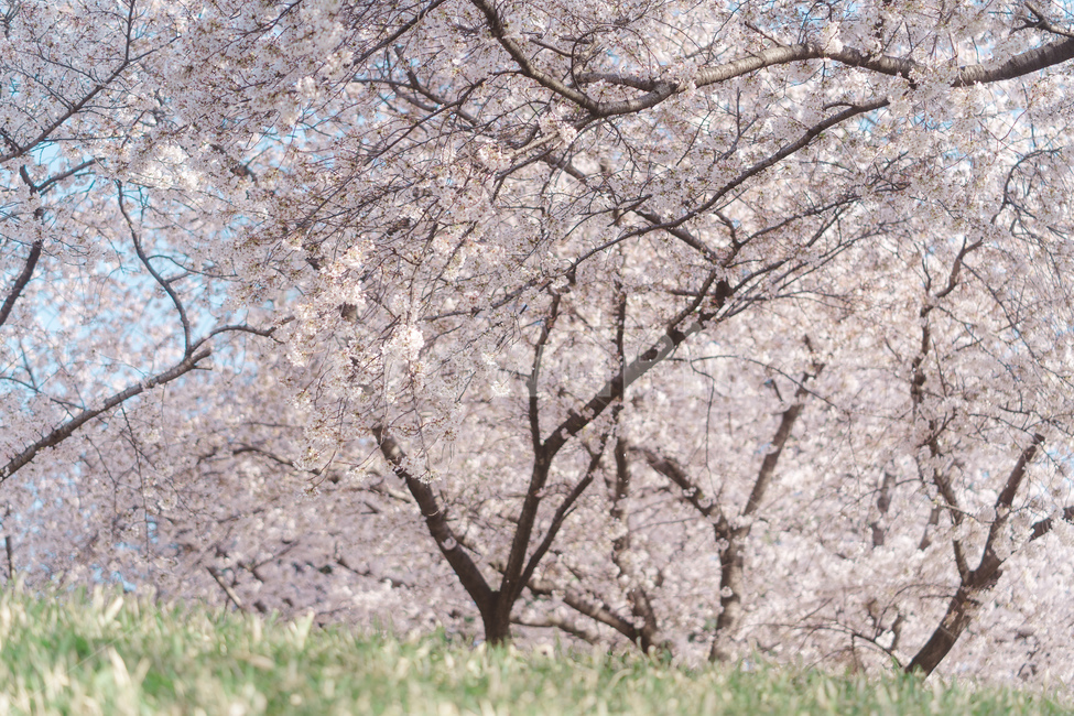 봄꽃,꽃,벚꽃,spring,자연,봄,계절,spring,season,식물,자연,plants,nature,꽃,flower,plant,blossom