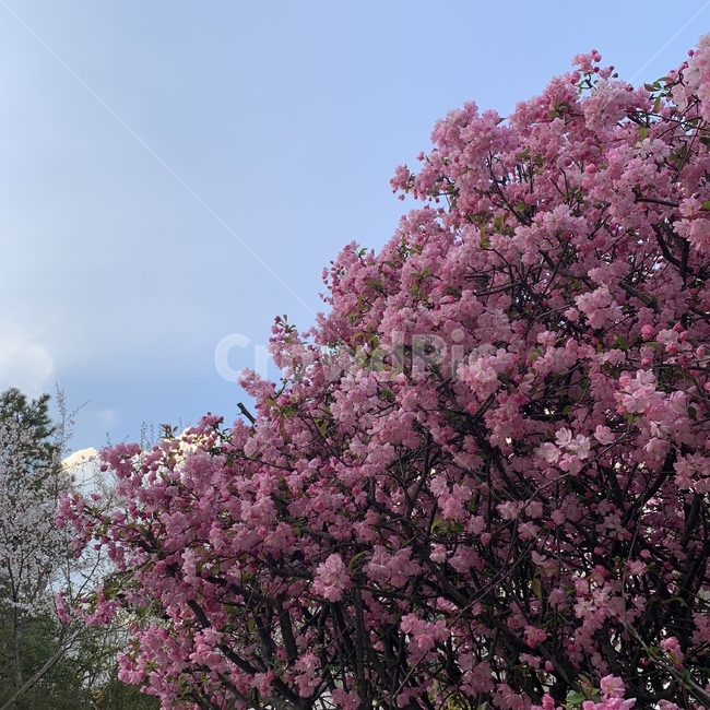 plant,식물,blossom,꽃,flower,봄,spring,나무