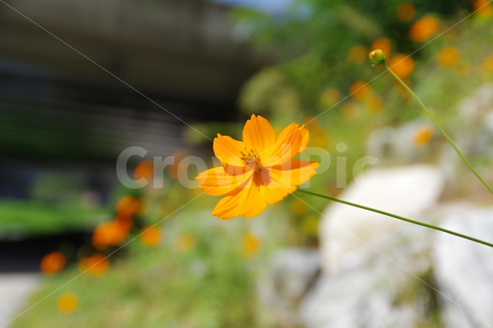 꽃,가을,오렌지색,코스모스,주황색,가을,계절,fall,autumn,season,식물,자연,plants,nature,꽃,flower,감성,sensible,feeling,plant