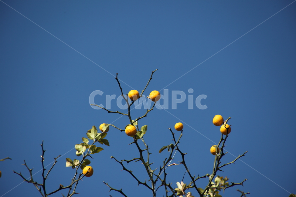 탱자,식물,약용식물,열매,trifoliateorange,탱자나무,꽃,봄,가시,bitterorange,식물,자연,plants,nature,나무,trees,wood,과일,열매,fruit