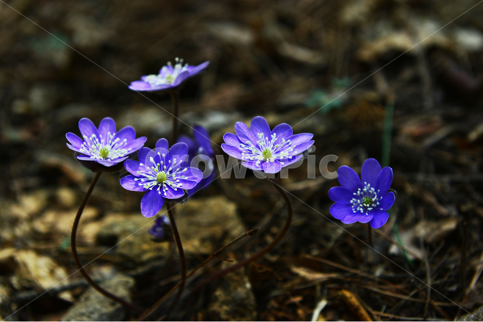청노루귀,야생화,보라색,솜털,군락,plant,식물,flower,blossom,꽃,식물,자연,plants,nature,꽃,flower