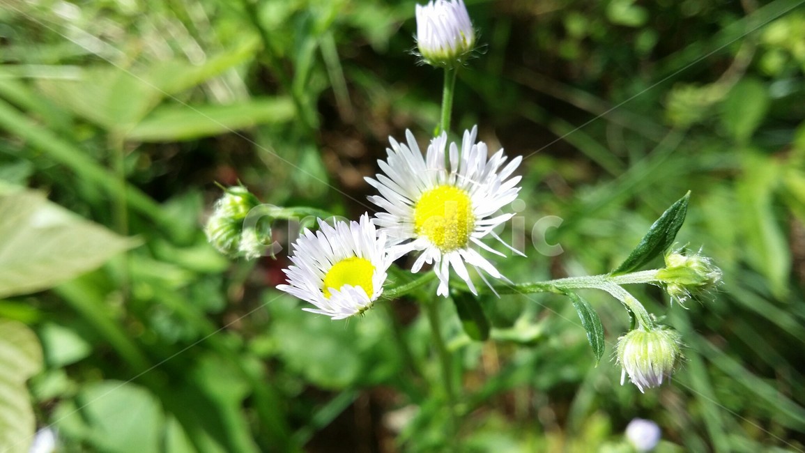 식물,꽃,flower,plant,데이지