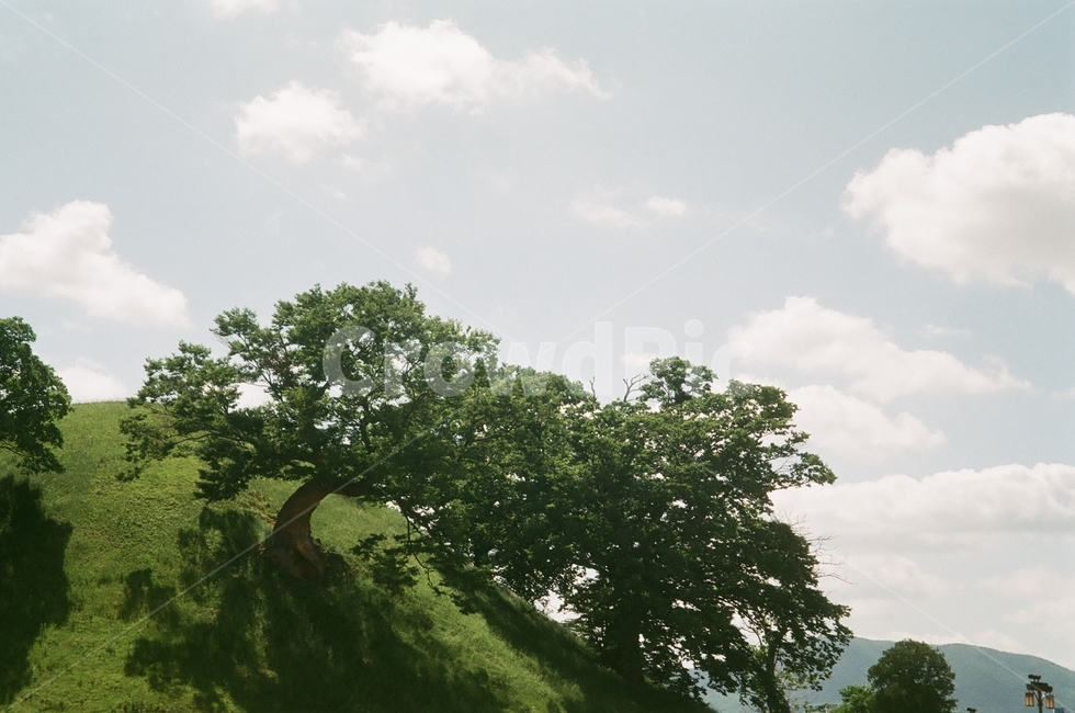봉황대,경주,여름풍경,여름경주,필름사진,나무,능,자연,풍경,nature,landscape,한국자연풍경,한국자연경관,korea nature landscape,한국전통,한국문화,korean traditional,korean culture,랜드마크,landmark,tourist attraction,한국랜드마크,한국관광지,한국명소,korea landmark,korea tourist attraction,plant,식물,tree